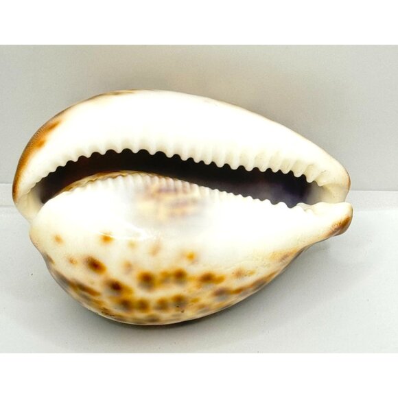 Vintage Souvenir Carved Spotted Cowrie Shell With African Lion Motif - Picture 4 of 8